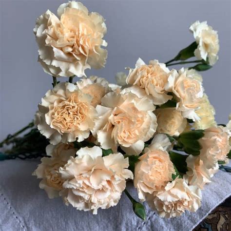 Peach Carnations Stock Photos, Pictures & Royalty-Free Images - iStock