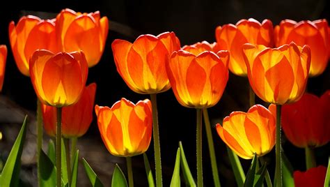 Orange Tulips closeup photography HD wallpaper | Wallpaper Flare