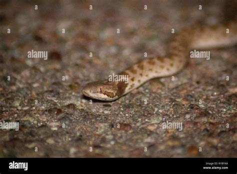 Close Encounters With Snakes High Resolution Stock Photography And