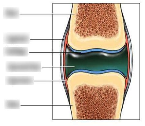 Synovial Joint Structure Diagram Quizlet