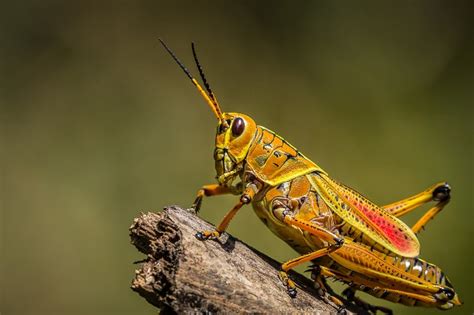 How Far And High Can Grasshoppers Jump Who Jumps Best