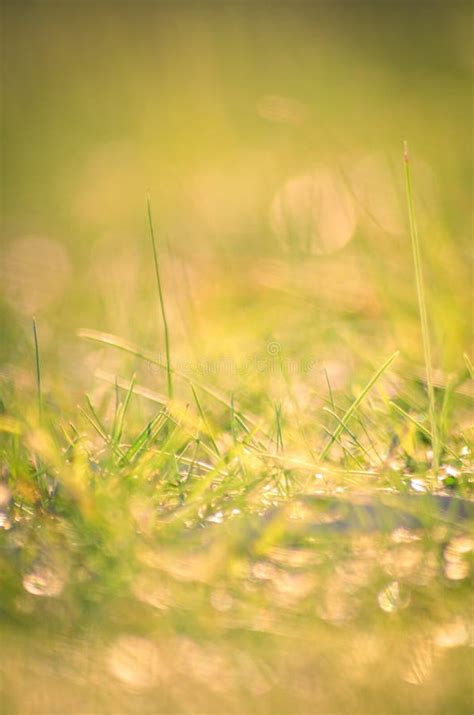 Sunlight On The Grass Stock Image Image Of Field Morning 225729479