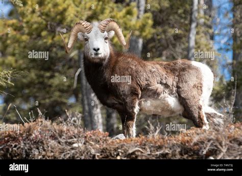 Stone Sheep Ovis Dalli Stonei Ram Hi Res Stock Photography And Images