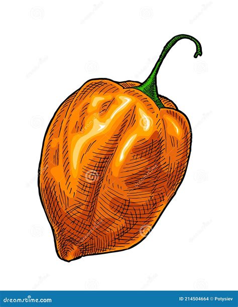 Habanero Plant Drawing