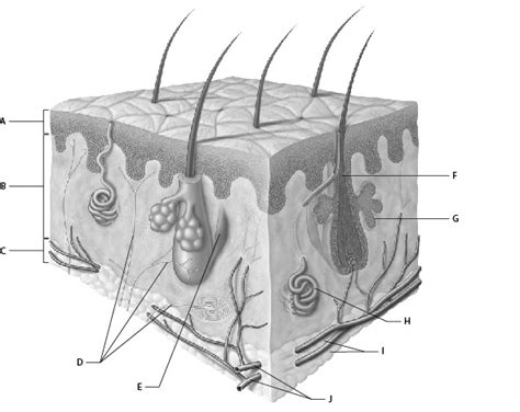 A P Ch 5 Integumentary System Diagram Quizlet