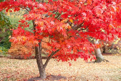 How To Propagate Japanese Maples From Seed Gardener’s Path