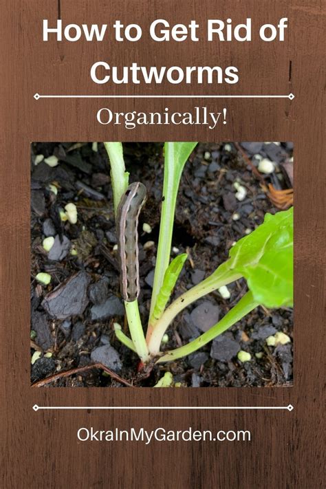 How To Identify And Get Rid Of Cutworms Okra In My Garden In 2021