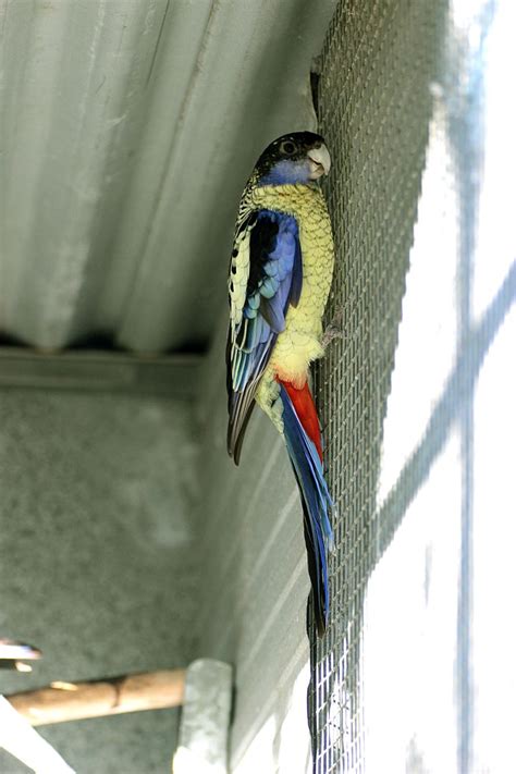 Breeding of the Northern Rosella. PART II | Parrots Daily News