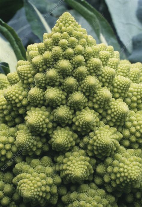 Spiralled Florets Of Romanesco Broccoli Stock Image H