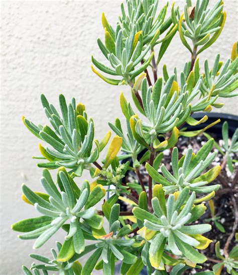 Eriogonum arborescens (Santa Cruz Island Buckwheat) – Plant Material