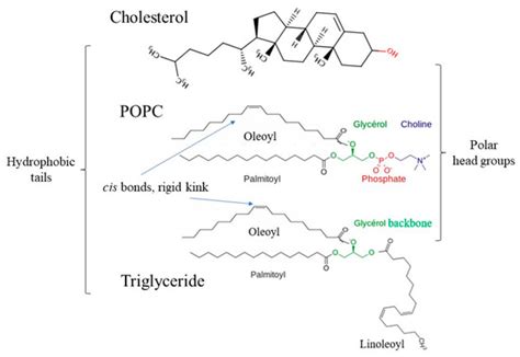 Complexation Of 26 Mer Amylose With Egg Yolk Lipids With Different