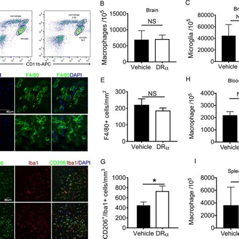 DRα1 MOG 35 55 treatment reduces infract size 4 days after dMCAO Mice