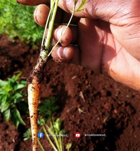 Root Causes The Importance Of Timely Thinning In Carrot Crops Ayanda