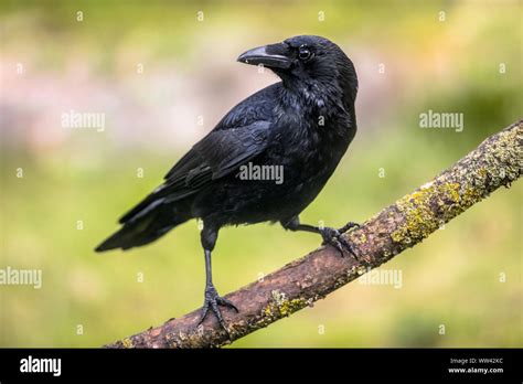 Carrion Crow Corvus Corone Black Bird Perched On Branch And Looking