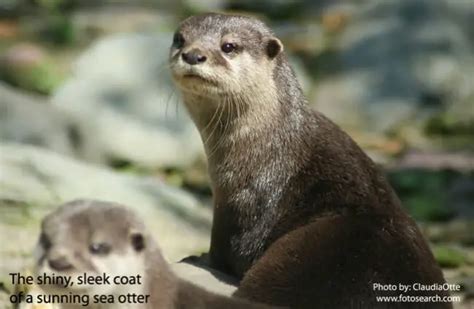 Sea Otter - Description, Habitat, Image, Diet, and Interesting Facts