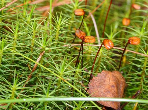 Polytrichum Commune Moss Terrarium Care Guide Terrarium Creations