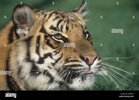 Siberian Tiger Portrait Stock Photo Alamy