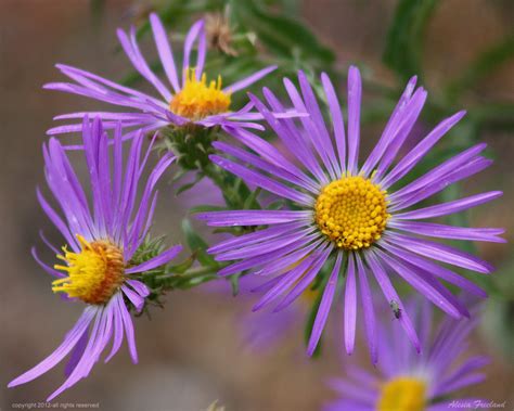 Wildflowers | JA Ranch