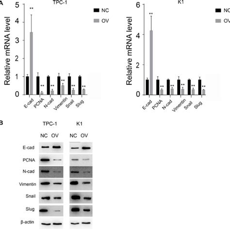 Mir B P Inhibits Emt Of Ptc A The Relative Mrna Level Of Emt