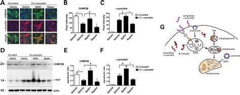 Synuclein Interferes With The Escrt Iii Complex Contributing To The