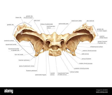 Illustration Of The Sphenoidal Bone Of The Cranium This Is A Superior