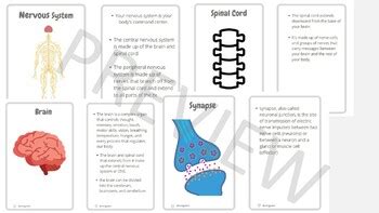 Nervous System Flash Cards By Biologystem Tpt