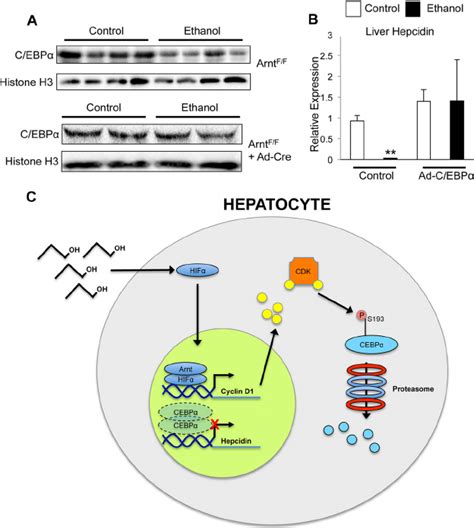 C Ebp ␣ Overexpression In Vivo Blocks Repression Of Hepcidin By Ethanol