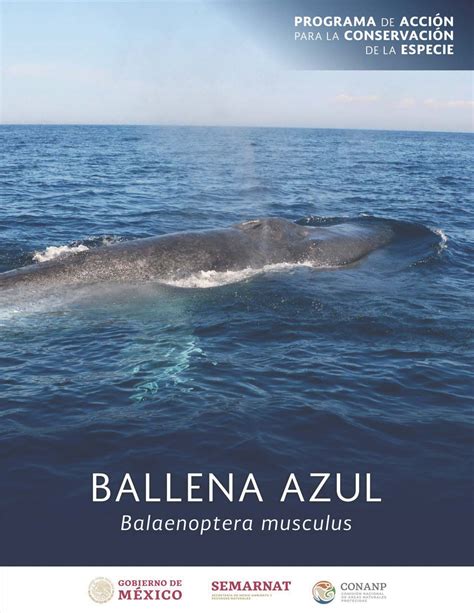 Programa De Acci N Para La Conservaci N De La Especie Pace Ballena