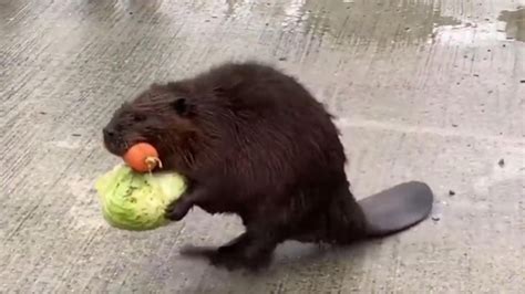 Funny Beaver Carrying Vegetables Is Extremely Relatable