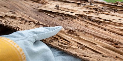 Does Termite Damaged Wood Need To Be Removed