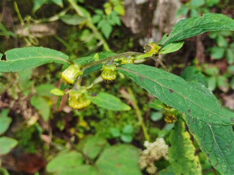 烟管头草：四川唐家河国家级自然保护区 中国自然保护区生物标本资源共享平台