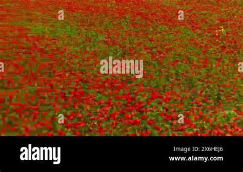 Blooming Red Poppies Populated The Whole Field With Rye Swaying In The