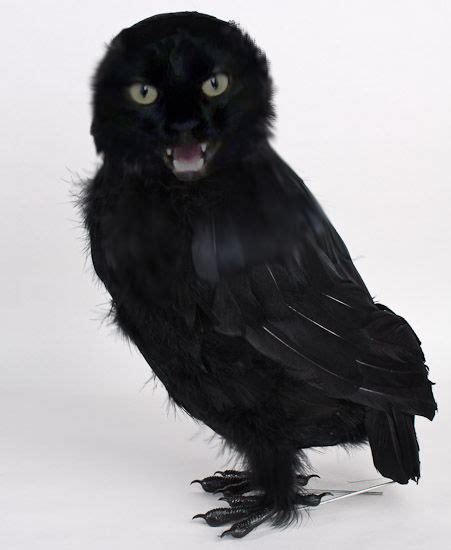 Black Cat Owl By Margozmidnight On Deviantart