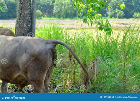 Cow Defecating Photos Free And Royalty Free Stock Photos From Dreamstime