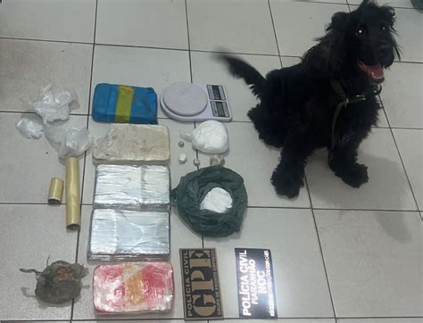 Cão farejador ajuda Polícia Civil a encontrar 6 quilos de drogas em