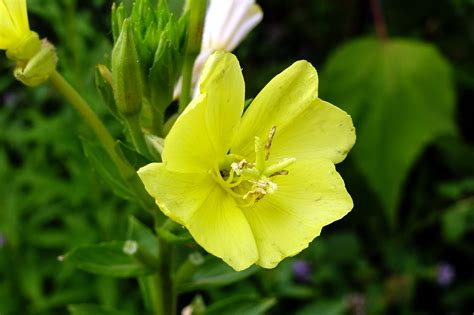 Oenothera Biennis Wildflowers Of The National Capital Region