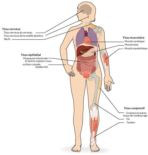 Tableau Des Syst Mes Du Corps Humain Et De Leurs Fonctions