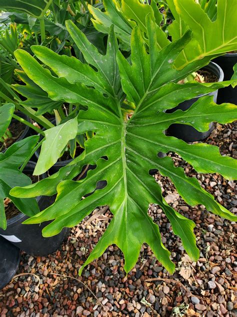 Split Leaf Philodendron Philodendron Selloum Treeland Nurseries