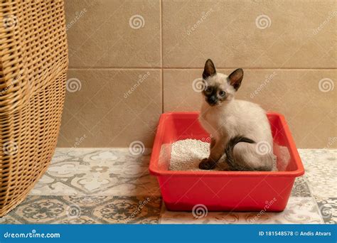 Housebroken Siamese Kitten Sitting In Cat`s Toilet Or Kitty Litter Box