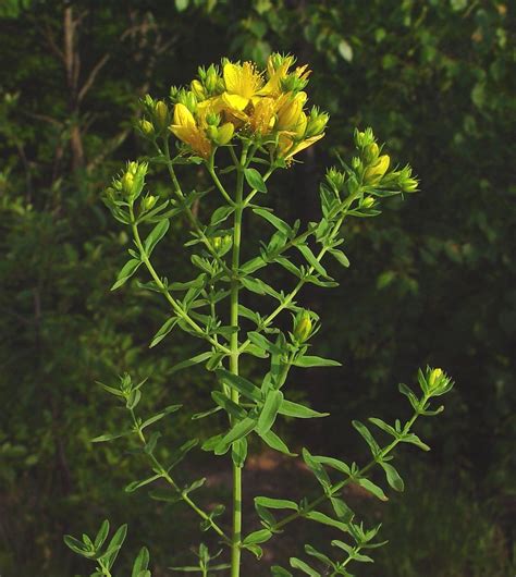 Hypericum Perforatum Common St John S Wort Go Botany