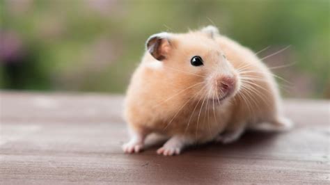 Types Of Hamster Breeds: Helpful Insights Care Tips, 59% OFF