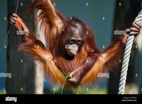 cute baby orangutan having fun Stock Photo - Alamy