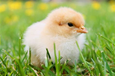 Common Diseases In Chicks To Look Out For