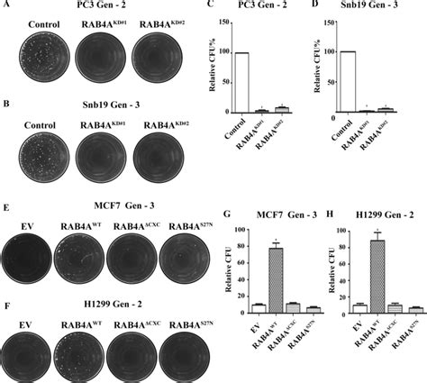 Rab A Is Essential For Self Renewal In Multiple Human Cancer Cell