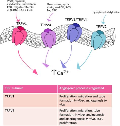 Frontiers Endothelial Transient Receptor Potential Channels And