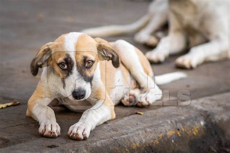 Indian Stray Or Street Pariah Puppy Dog On Road In Urban City Of Pune