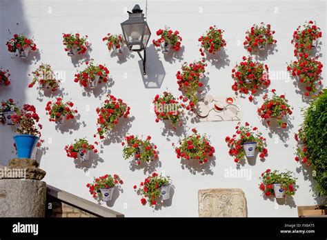 Spain Andalusia Cordoba Pots With Red Flowers And Plants Stock Photo