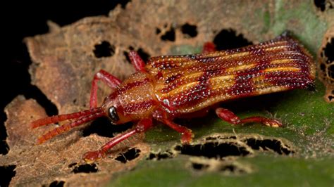 Leaf Mining Leaf Beetle Nature Closeups