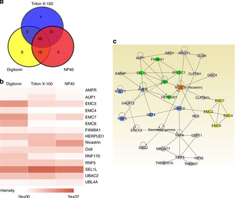 Proteomic Analysis Of Membralin Interacting Proteins A Venn Diagram