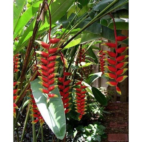 Jual Tanaman Hias Calathea Pisang Heliconia Shopee Indonesia